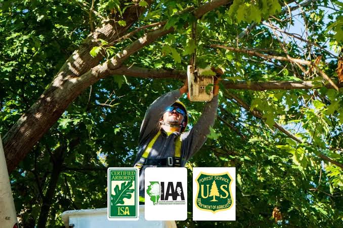 Certified arborist from A-1 Tree Services pruning a tree in Chicago