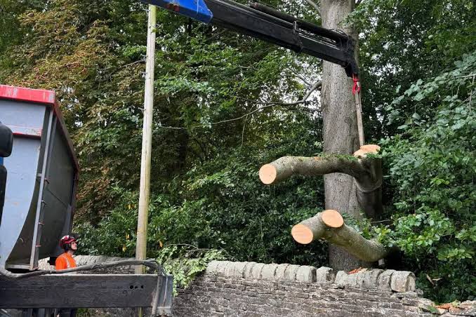 Tree service crew working in a Chicago neighborhood