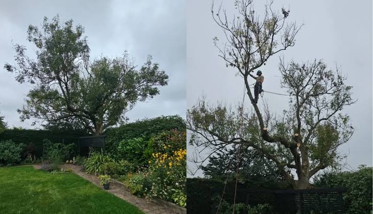 Tree trimming crew at work in Chicago
