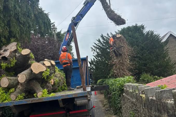 A-1 Tree Services crew safely removing a large tree in Chicago