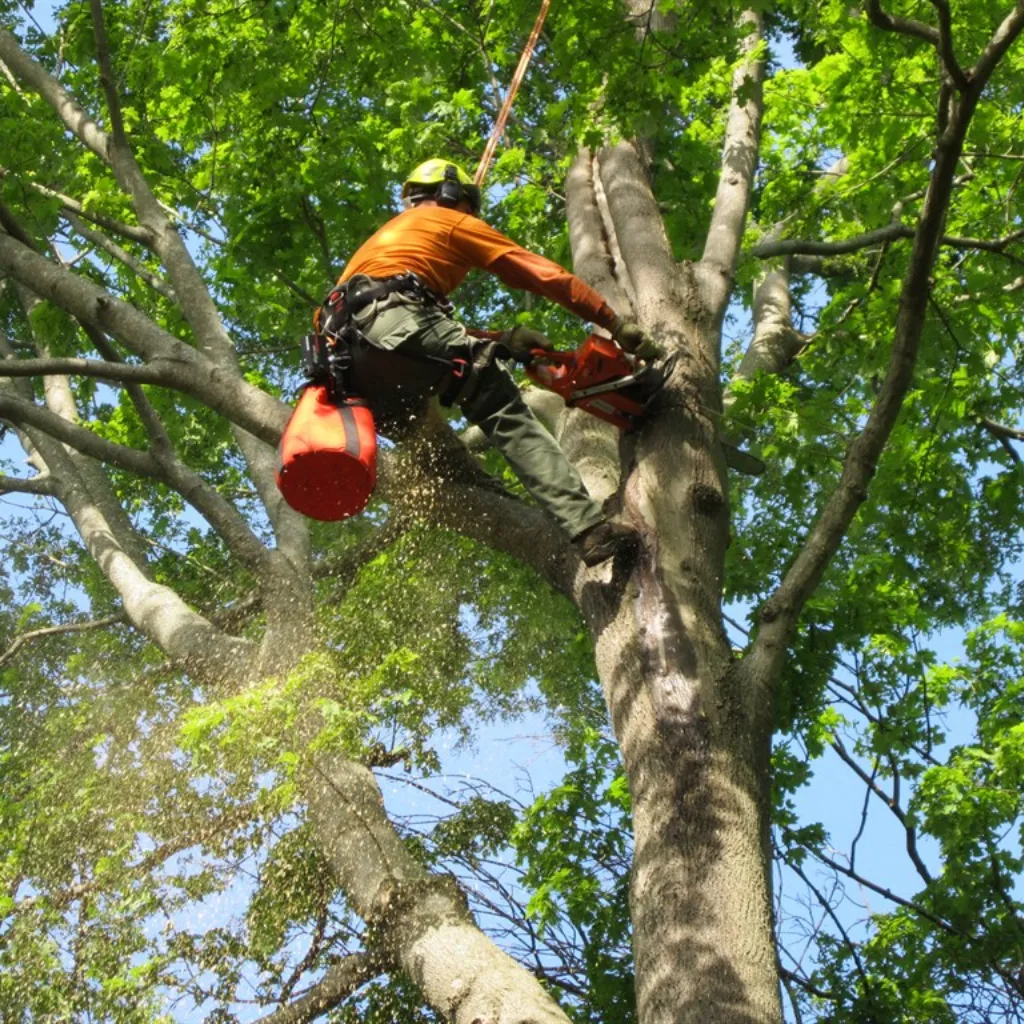 About A1 Tree service chicago