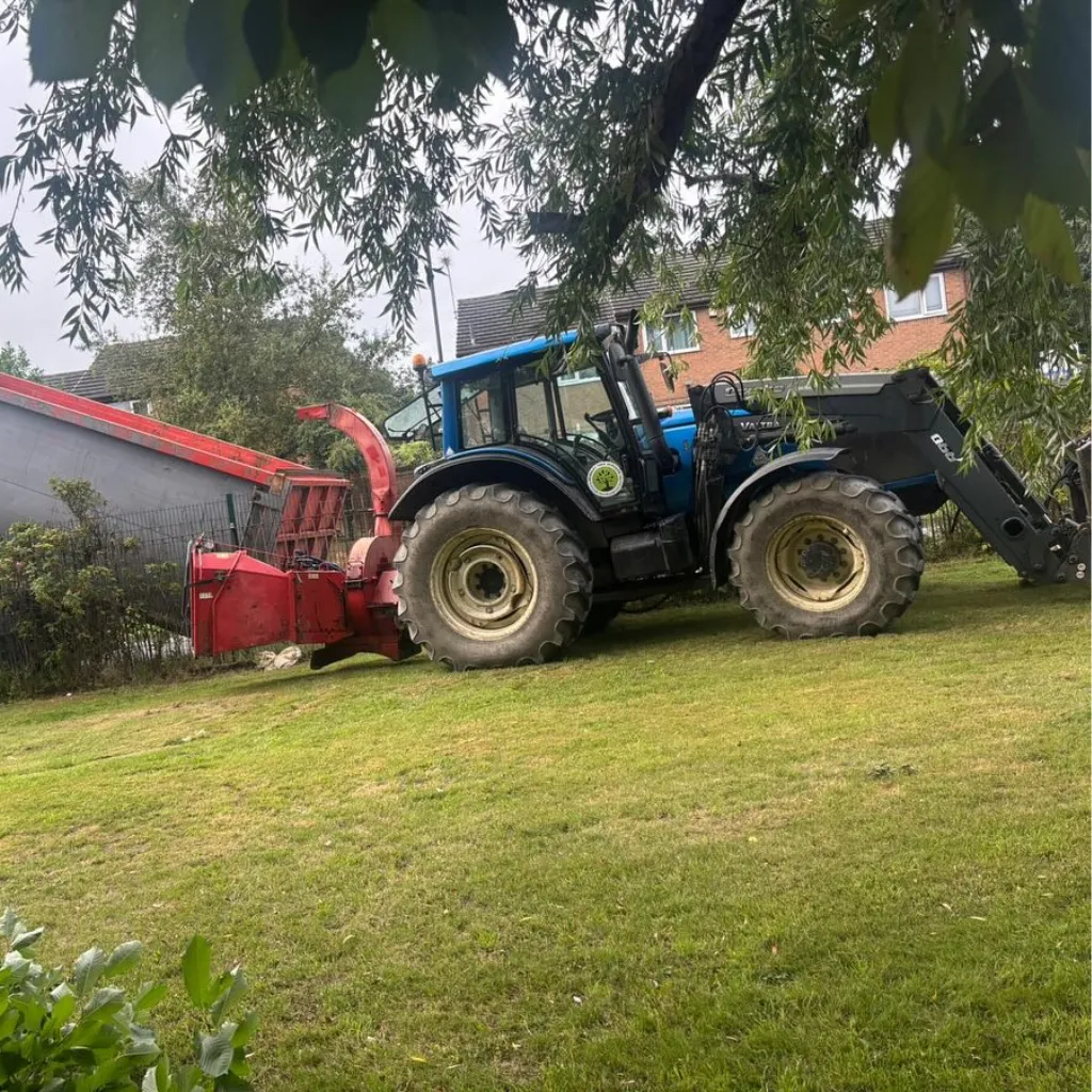 Chicago tree removal and tree service expert