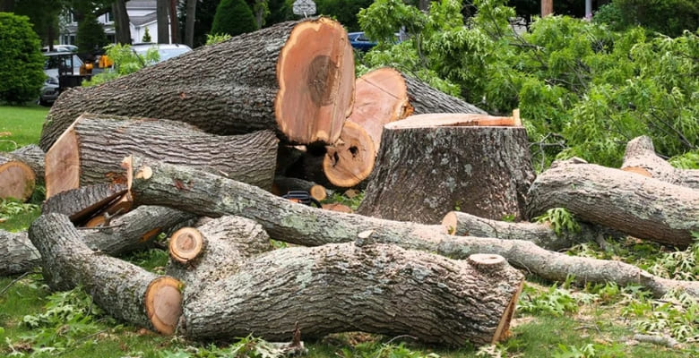 Tree Removal Cost