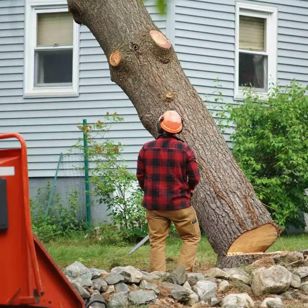 Why choose A1 Tree service