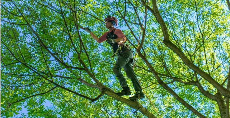 Best Time To Trim Trees in Illinois