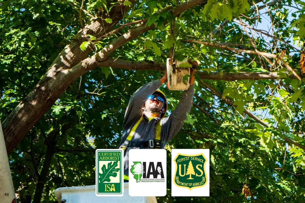 Arborist Chicago | ISA & IAA Certified Arborist