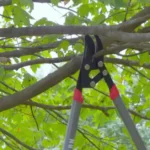 Best Time to Trim, Prune Trees