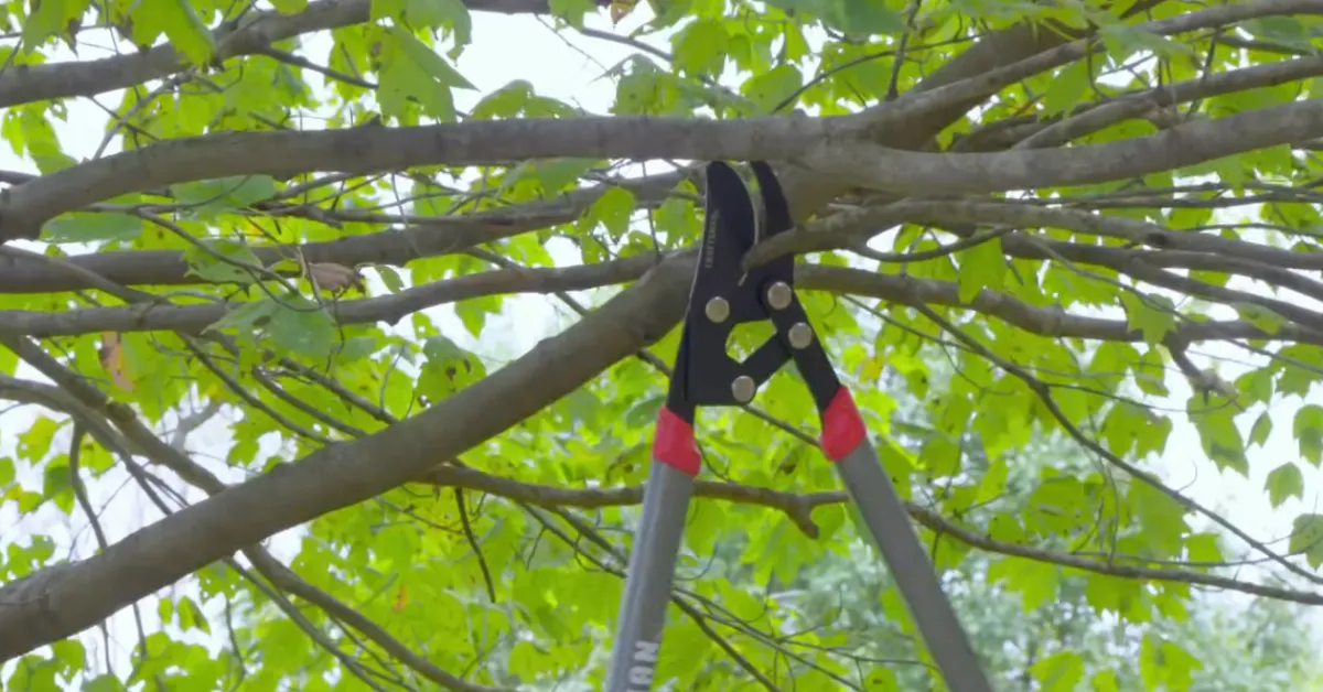 Best Time to Trim, Prune Trees