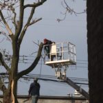 Sahip Zengilani the owner of A-1 Tree Services