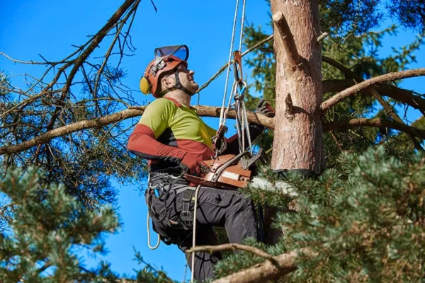 Arborist and Tree Care in chicago