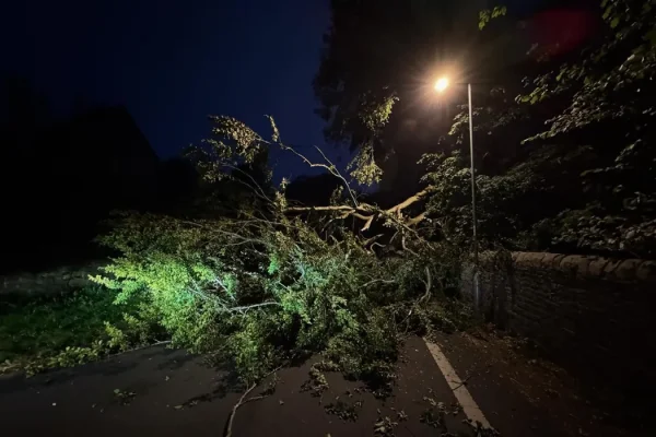 Emergency Tree Services in chicago il