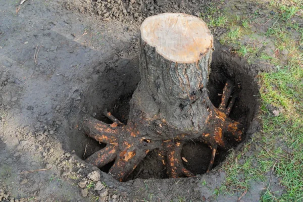 Root Ball Removal in chicago il