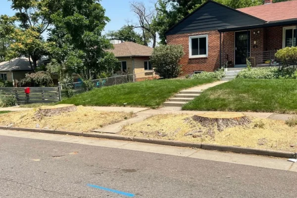 Stump Grinding and Removal in chicago