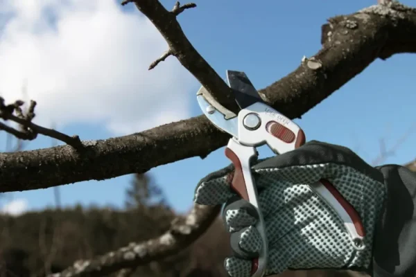 Tree Preventive Maintenance in chicago