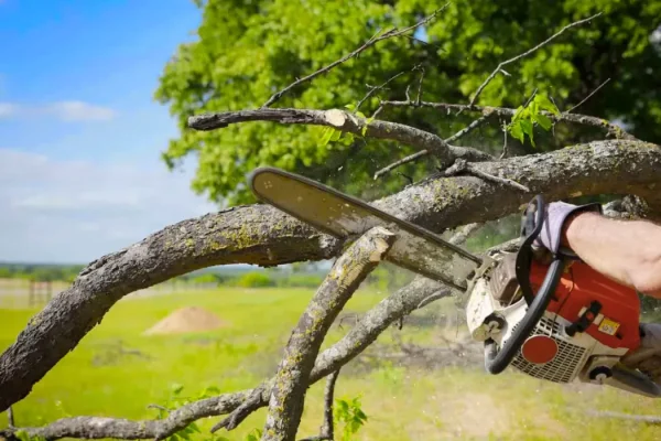 Tree Pruning services in chicago il