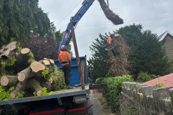 Tree Removal Service in Chicago