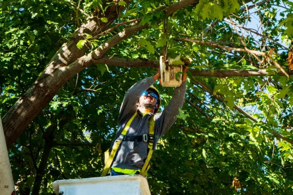 Tree Trimming and Pruning in chicago